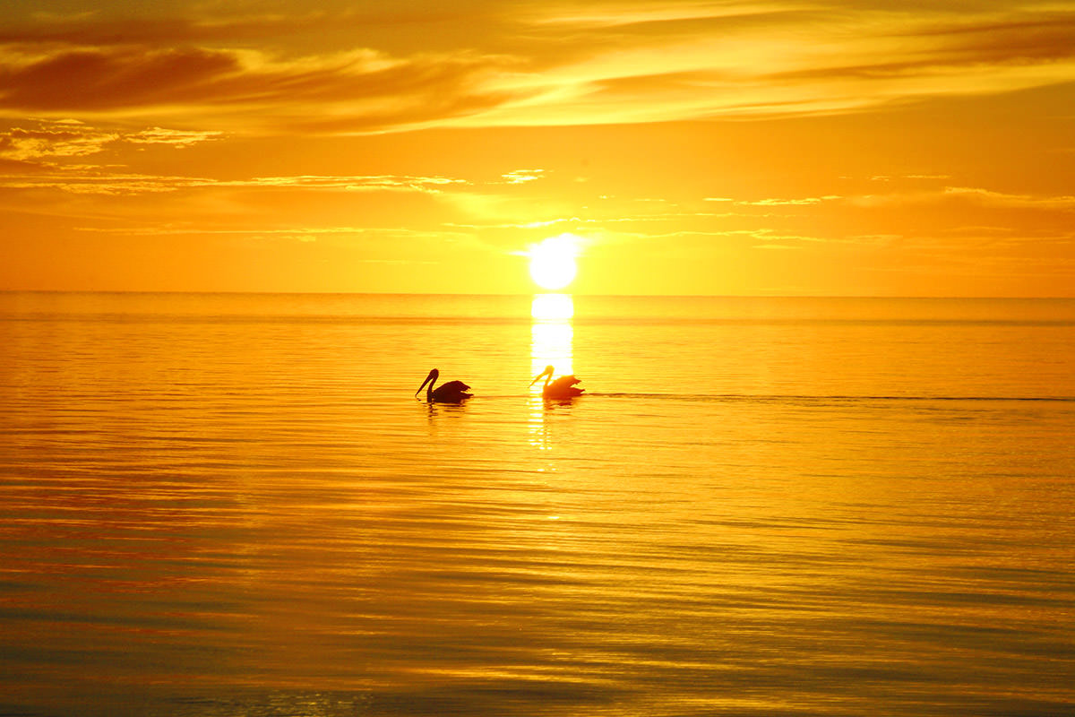 海に沈む夕陽と白鳥